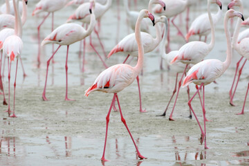A single and a flock of greater flamingos (Phoenicopterus roseus) are photographed close-up on the sand of the bay