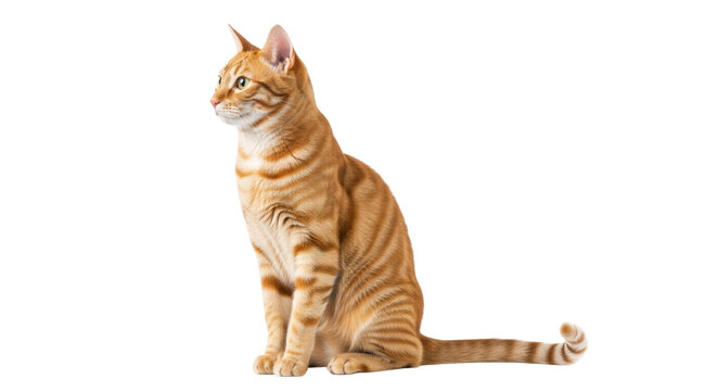 Isolated Orange tabby cat sitting and looking to the side indoors, domestic mammal feline pet