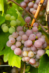 Close-Up of Ripe Grape Clusters on the Vine