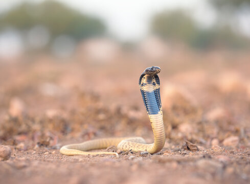 Close-up of a juvenile Egyptian Cobra (Naja haje) in a defensive pose in open scrubland near Sidi Ifni, Morocco
