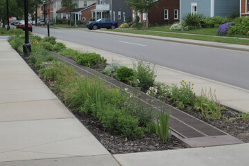 urban bioswale integrated into sidewalk, native rain garden plants and grasses, permeable pavement edges, stormwater collection system