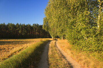 Droga do lasu © Ireneusz