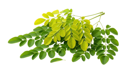 Isolated leafy sprigs or branches of Moringa Oleifera on the light surface, healthy nature