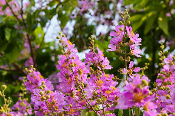 Lagerstroemia speciosa, Queen's crape myrtle , Pride of India.