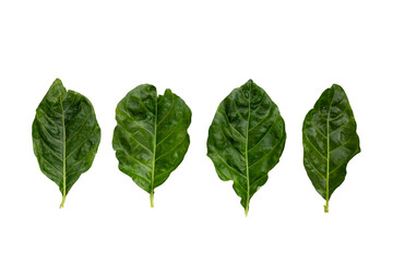 Fototapeta premium Noni or Morinda Citrifolia leaves on white background.