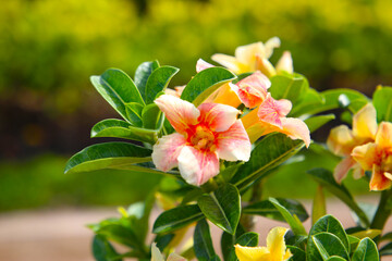 Adenium obesum, Desert rose flowers in full bloom.