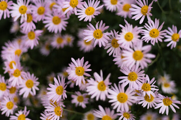Fototapeta premium Close-up of blooming asters in a garden