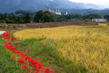 黄金色の稲穂と彼岸花の田園風景