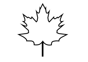 maple leaf on a white background