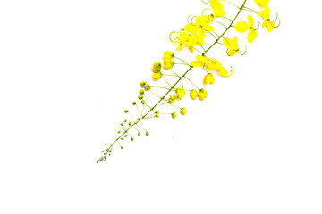Cassia fistula flower on white background.
