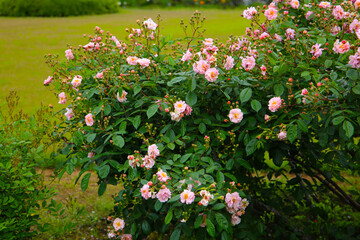 Beautiful roses blooming in a Japanese public garden.