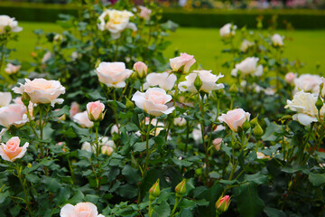 Beautiful roses blooming in a Japanese public garden.