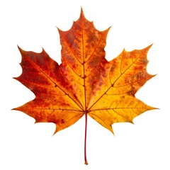 Obraz premium Autumn maple leaf isolated on white