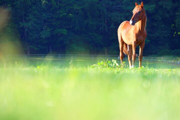 Chestnut horse in a sunny meadow