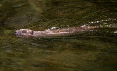 A beaver swimming along a river