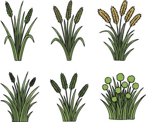 Six different stylized illustrations of cattail plants and similar marsh vegetation, depicted with varying colors and arrangements.