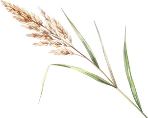 Fototapeta premium Watercolor illustration of a single dried grass stalk with feathery seed head and green leaves