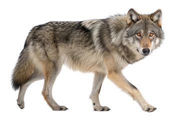 Fototapeta premium Wolf Walking Wild Animal Predator Gray Fur