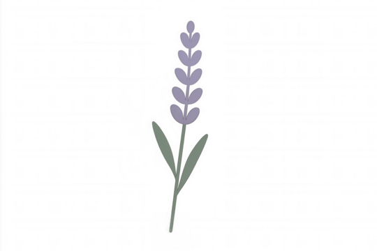 Lavender flower simple vector drawing on transparent background, symbolizing nature, beauty and aromatherapy - Powered by Adobe