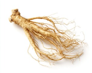 Dried Ginseng root spread out