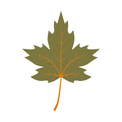 Autumn maple leaf. Color vector illustration. PNG with transparent background.	