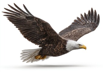 Powerful bald eagle in flight against white