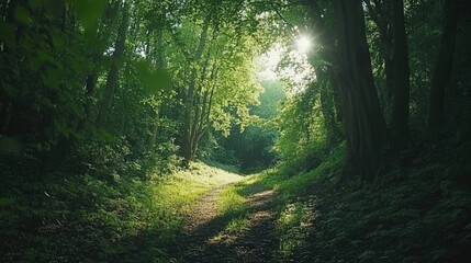 Obraz premium Sunlight Filters Through Lush Green Trees on a Serene Forest Path