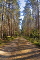 Forest path through tall pine trees