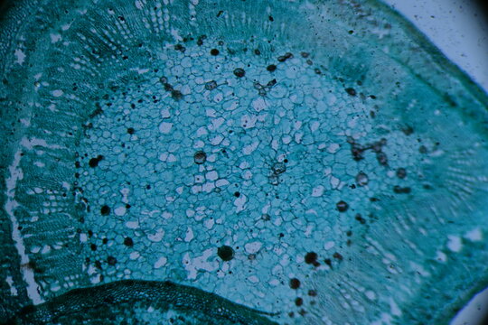 Zdjęcie mikroskopowe. Kom&oacute;rki roślinne. Łodyga bawełny przekr&oacute;j poprzeczny. Powiększenie 40x.