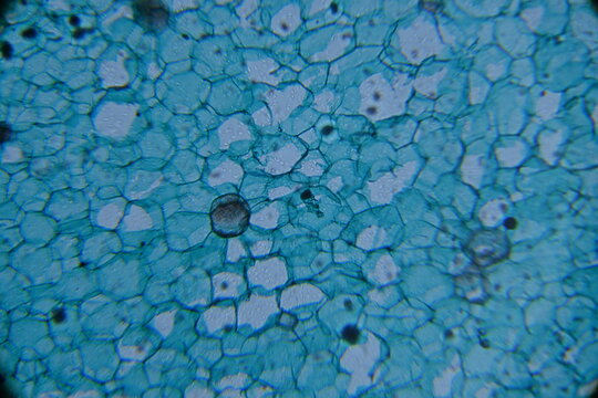 Zdjęcie mikroskopowe. Kom&oacute;rki roślinne. Łodyga bawełny przekr&oacute;j poprzeczny. Powiększenie 100x.