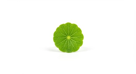 A single vibrant green leaf with radiating veins on a clean white background.