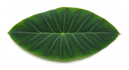 Obraz premium Alocasia Black Velvet leaf isolated on white background.