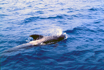 Fototapeta premium Tenerife, Canary Islands, Spain, July 24, 1999. Boat trips are organized in southern Tenerife to watch whales, dolphins, and other cetaceans that frequently pass through the area. One of the cetaceans