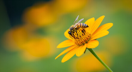 Bee collecting pollen from a yellow flower insect
