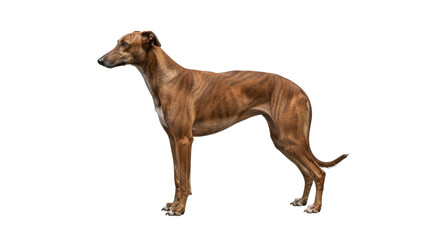 Isolated Greyhound dog standing in profile, brown coat, muscular and slim athletic breed