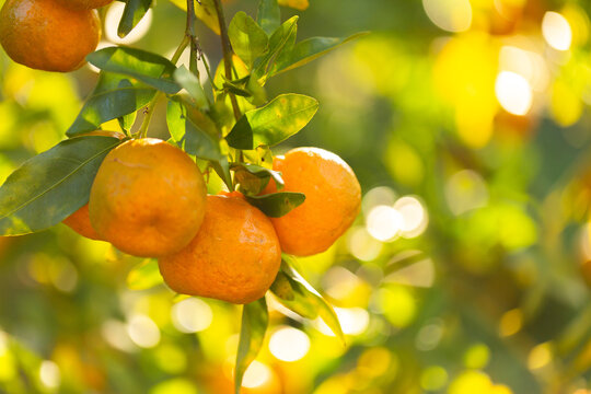 fresh mandarins growing in citrus tree in farm fruit orchard