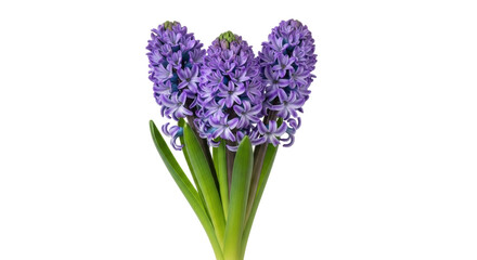 Obraz premium Isolated vibrant hyacinth flowers, beautiful springtime blooms, botanical studio shot