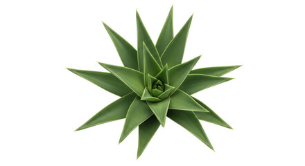 Isolated tropical plant displaying symmetrical starburst pattern on the center of screen