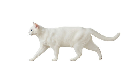 Isolated white cat walking to the left with blue eyes in studio environment for commercial use