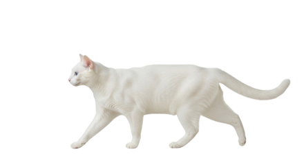 Isolated white cat walking to the left with blue eyes in studio environment for commercial use
