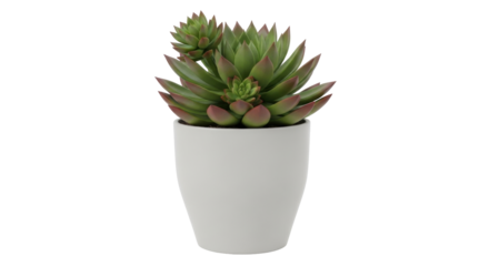 Isolated potted succulent plant as indoor decoration or home decor, close-up front view