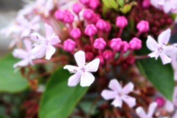 Close-up of Pink Clerodendrum Flower with Buds in Bloom, Tropical Garden Background

Description:
Macro photo of pink Clerodendrum flower blossoms with unopened buds in natural tropical garden backgro