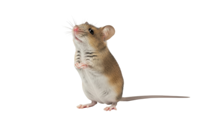 Isolated Wood Mouse Looking Upward Adorable Rodent Standing Upright Cute Animal Small Mammal
