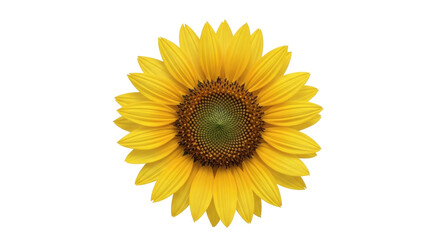 Isolated bright sunflower in full bloom displaying golden yellow petals for summer