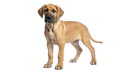 Isolated Great Dane puppy dog standing side view looking at camera, fawn color, attentive © Trym