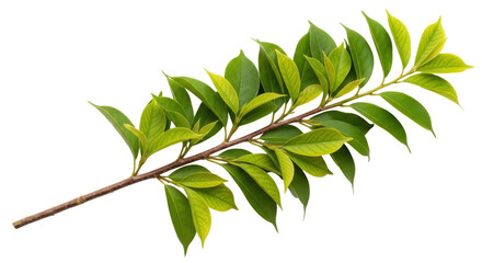 Isolated branch with green leaves in spring for design, wedding invites, nature projects