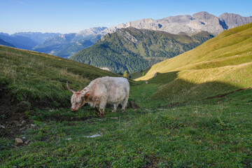 Fototapeta premium Yak graze in the alpine meadows