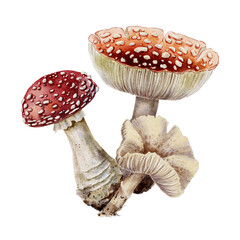 Watercolor illustration poisonous mushrooms red fly agaric and pale lepiota in botanical style. for educational materials, forest guides, toxicology, Halloween decor and natural science projects.