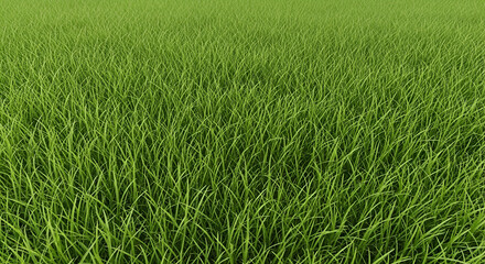 Obraz premium Lush Green Grass Field Background lawn nature