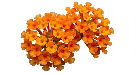 Vibrant orange lantana flowers in full bloom against a white background.